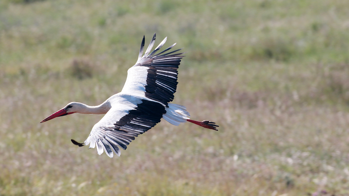 Extremadura - Ooievaar